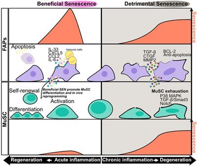 Diverse Roles of Cellular Senescence in Skeletal Muscle Inflammation, Regeneration, and Therapeutics